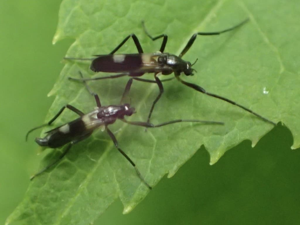 Midge — Adult