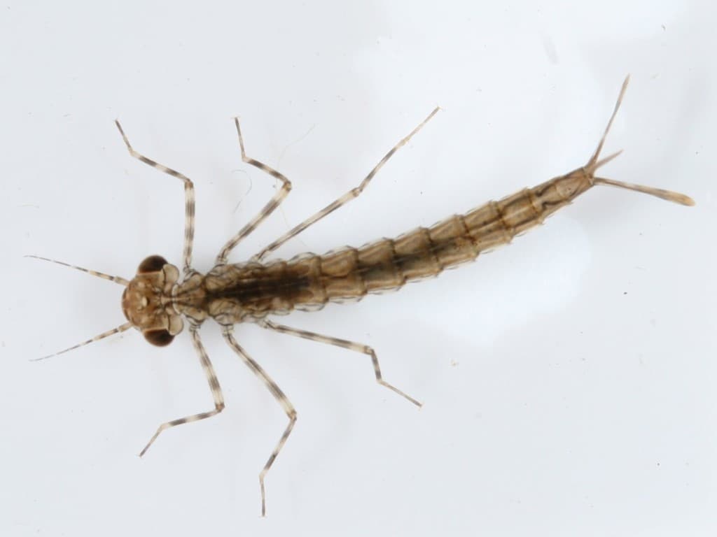 Damselfly — Larva