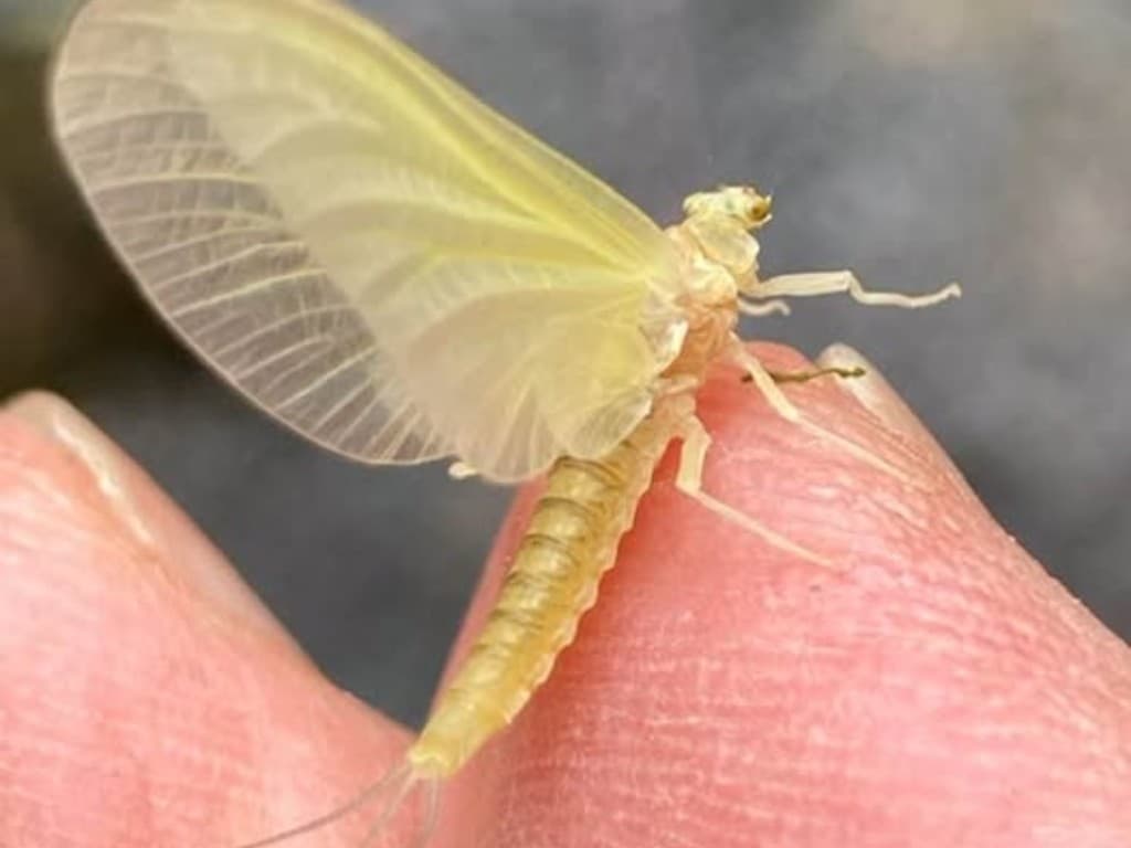 Pale Morning Dun — adult