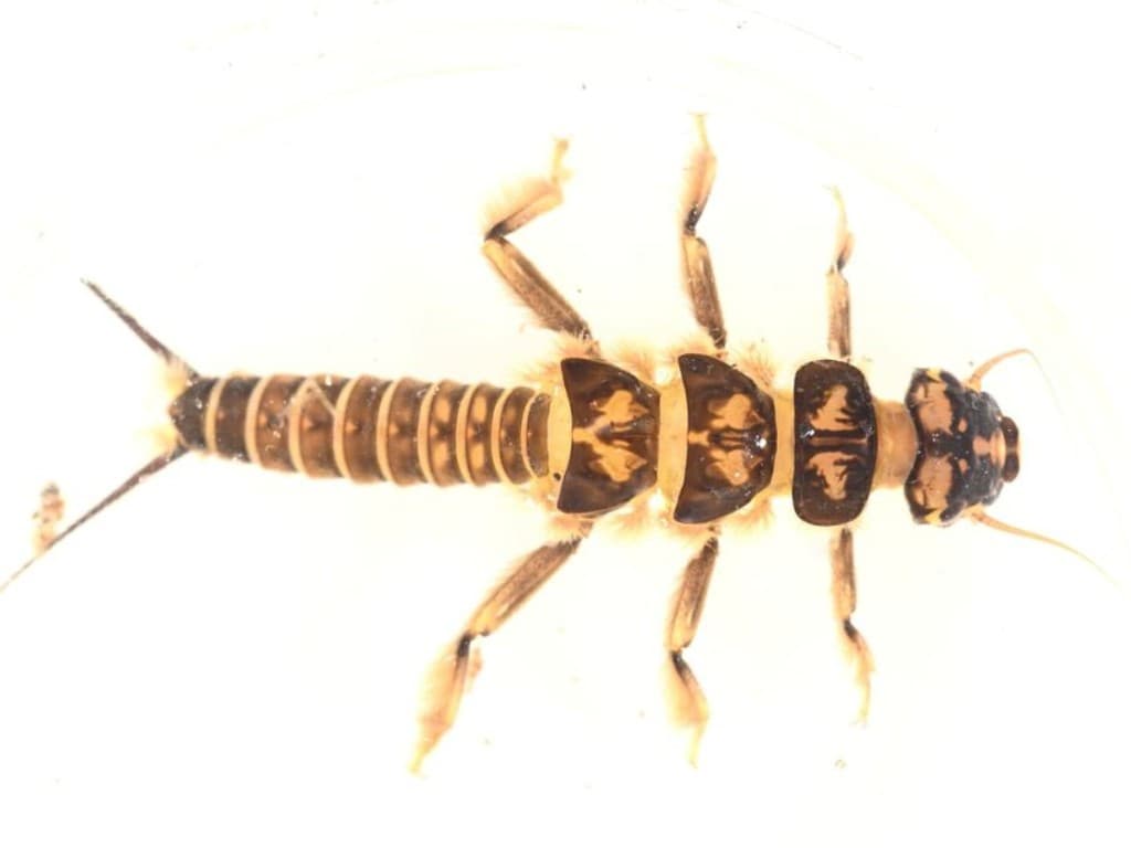Golden Stonefly — Nymph